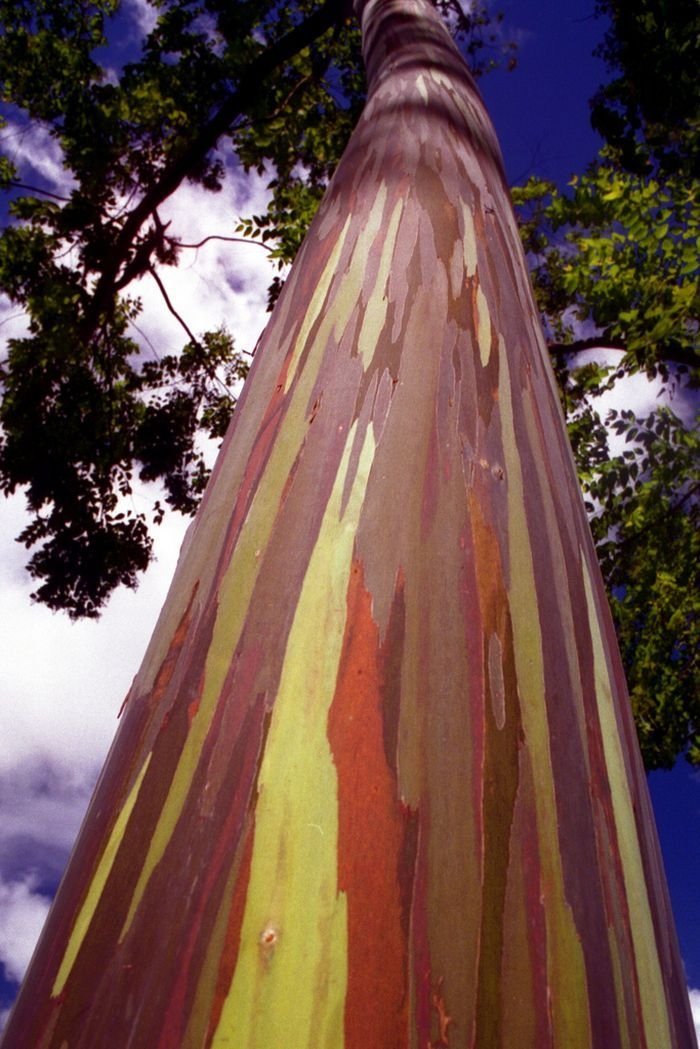 Rainbow Eucalyptus, Mindanao Gum, New Guinea