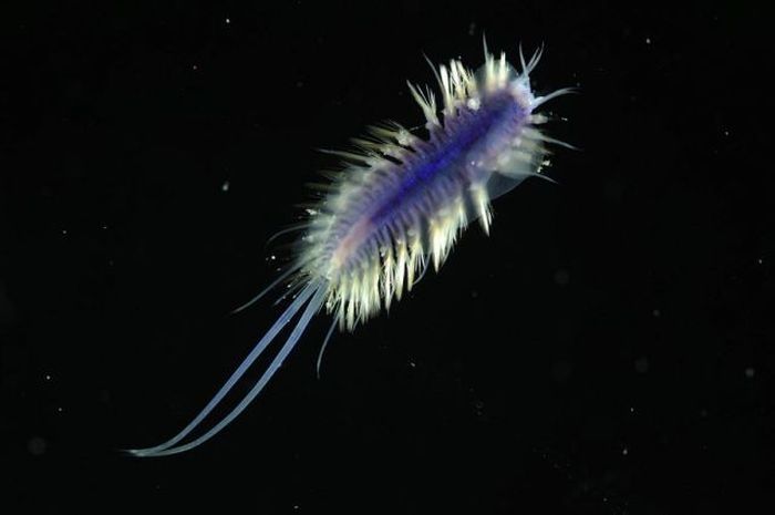 deep sea creature