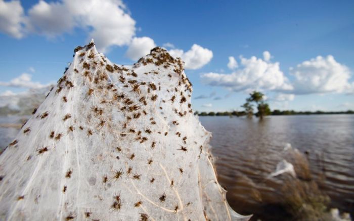 Spider invasion, Australia