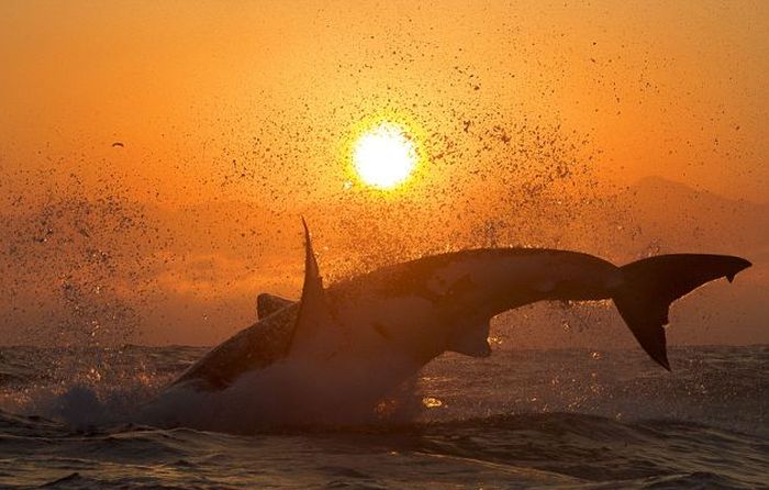 great white shark hunting in the sunset