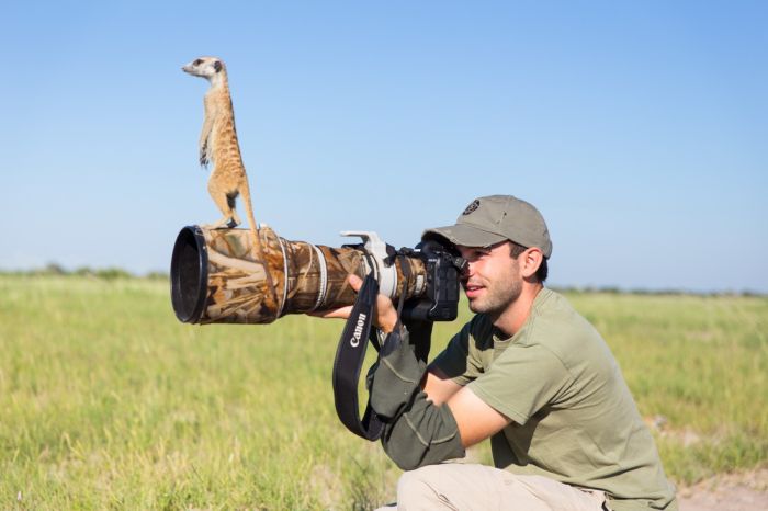 Meerkat selfies by Will Burrard-Lucas