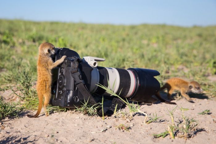 Meerkat selfies by Will Burrard-Lucas
