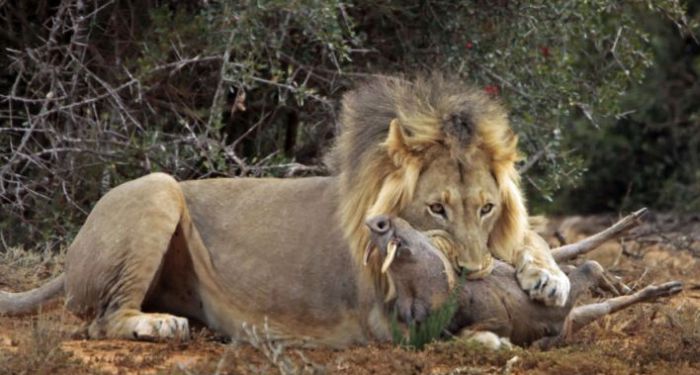 lion against a warthog