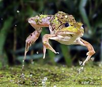Fauna & Flora: High speed animal photography by Scott Linstead