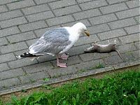 Fauna & Flora: seagull eats a dead rat