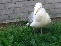Fauna & Flora: seagull eats a dead rat