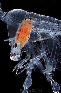 Fauna & Flora: deep sea creature