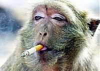 TopRq.com search results: smoking monkey