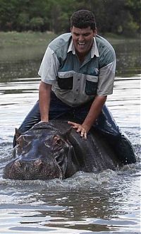 TopRq.com search results: Marius Els and his pet hippo Humphrey, South Africa