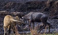 Fauna & Flora: little brave wildebeest