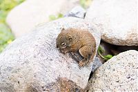 TopRq.com search results: baby squirrel