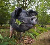Fauna & Flora: Pannage pigs, New Forest, Hampshire, England, United Kingdom