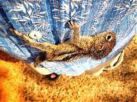 TopRq.com search results: Abandoned baby squirrel rescued by Paul Williams