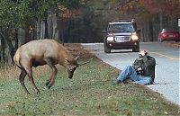 TopRq.com search results: Elk attacks a photographer, Great Smoky Mountains National Park, North Carolina, Tennessee, United States