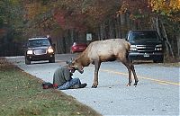Fauna & Flora: Elk attacks a photographer, Great Smoky Mountains National Park, North Carolina, Tennessee, United States