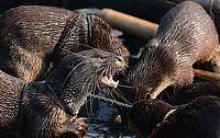 Fauna & Flora: fishing with otters