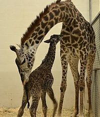 Fauna & Flora: first moments of a baby giraffe