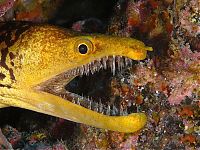 TopRq.com search results: moray eel