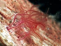 Fauna & Flora: deep sea creature