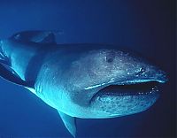 TopRq.com search results: deep sea creature