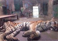 Fauna & Flora: Thin famished tiger, Tianjin Zoo, Nankai District, Tianjin, China