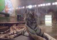 Fauna & Flora: Thin famished tiger, Tianjin Zoo, Nankai District, Tianjin, China