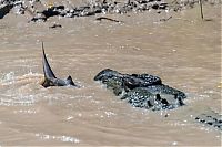 Fauna & Flora: crocodile against a shark