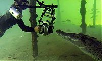 Fauna & Flora: crocodile underwater photography
