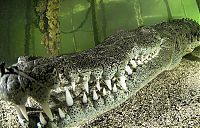 Fauna & Flora: crocodile underwater photography