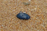 Fauna & Flora: velella velella on the beach