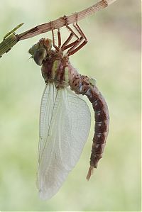 Fauna & Flora: birth of a dragonfly