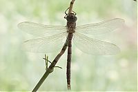 Fauna & Flora: birth of a dragonfly