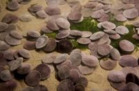 Fauna & Flora: sand dollars