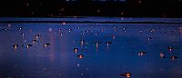 Fauna & Flora: Alligators at night by Larry Lynch