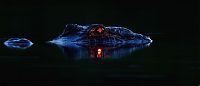TopRq.com search results: Alligators at night by Larry Lynch
