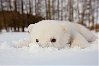 TopRq.com search results: polar bear cub with a snow