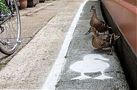 Duck lanes by The Canal & River Trust