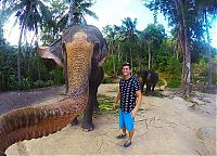 elephant taking a selfie