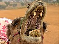 camel mouth