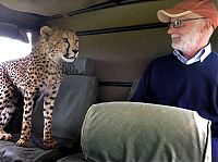cheetah jumps into the jeep