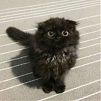 Fauna & Flora: scared little black kitten