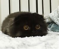 Fauna & Flora: scared little black kitten