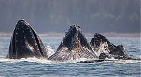 Fauna & Flora: whale cetaceans