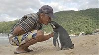 Fauna & Flora: Rescued penguin swims yearly thousands of miles to visit Joao Pereira de Souza