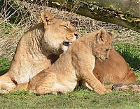 Fauna & Flora: lion cubs with a family