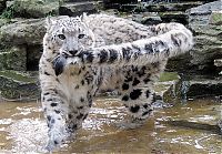 TopRq.com search results: snow leopard with long tail