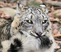 Fauna & Flora: snow leopard with long tail