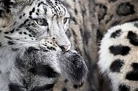 Fauna & Flora: snow leopard with long tail