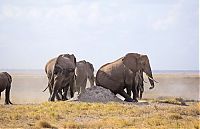 elephants scratching their itch