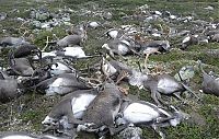 reindeer killed by lightning strike